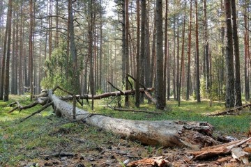 Есть проблемы со сбором валежника